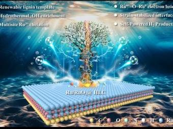 木质素碳基催化剂绿色制氢研究获重要进展