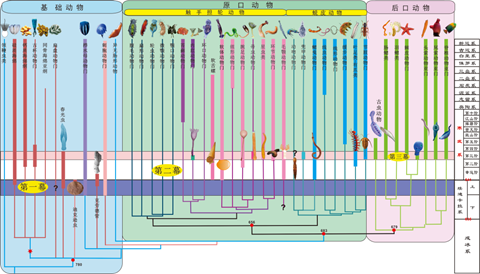 基于分子生物学和古生物学证据的三分动物树与三幕式寒武纪大爆发耦合假说_副本 - 副本.png