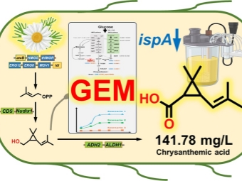 大肠杆菌变农药工厂高效合成天然除虫菊酸