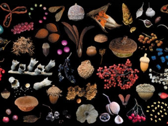 科学家构建起中国种子性状数据库